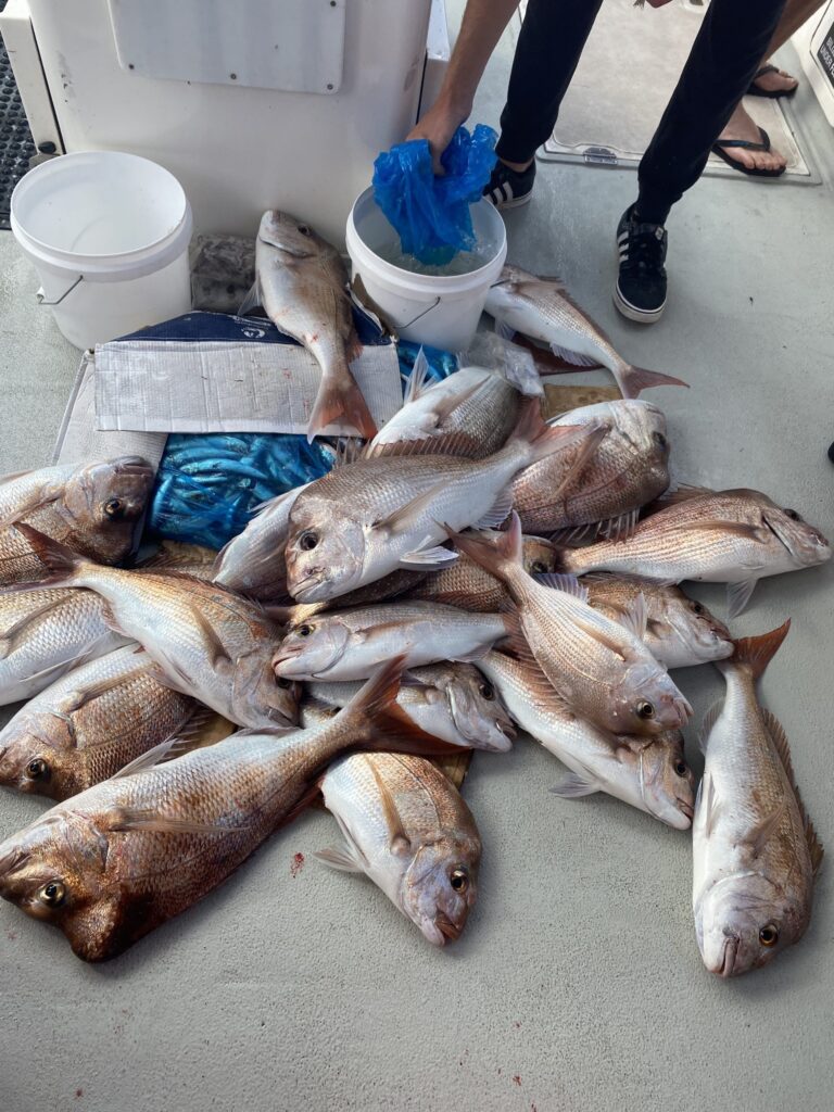fishing charters sunshine coast