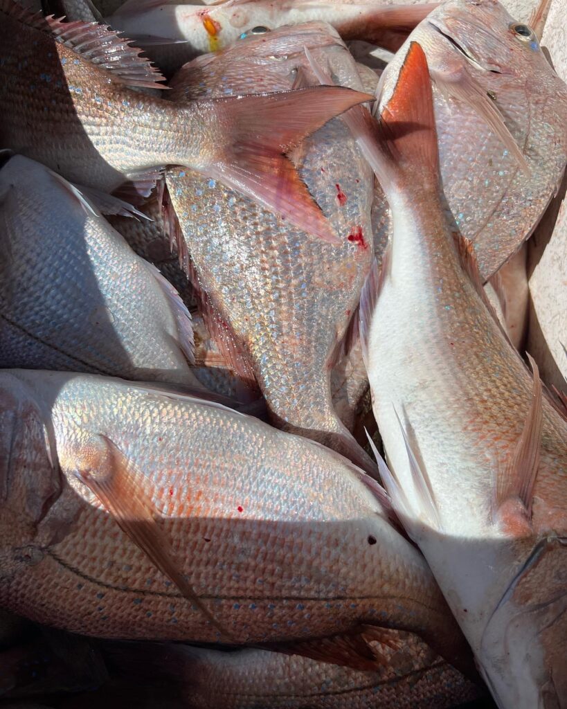 fishing charters sunshine coast